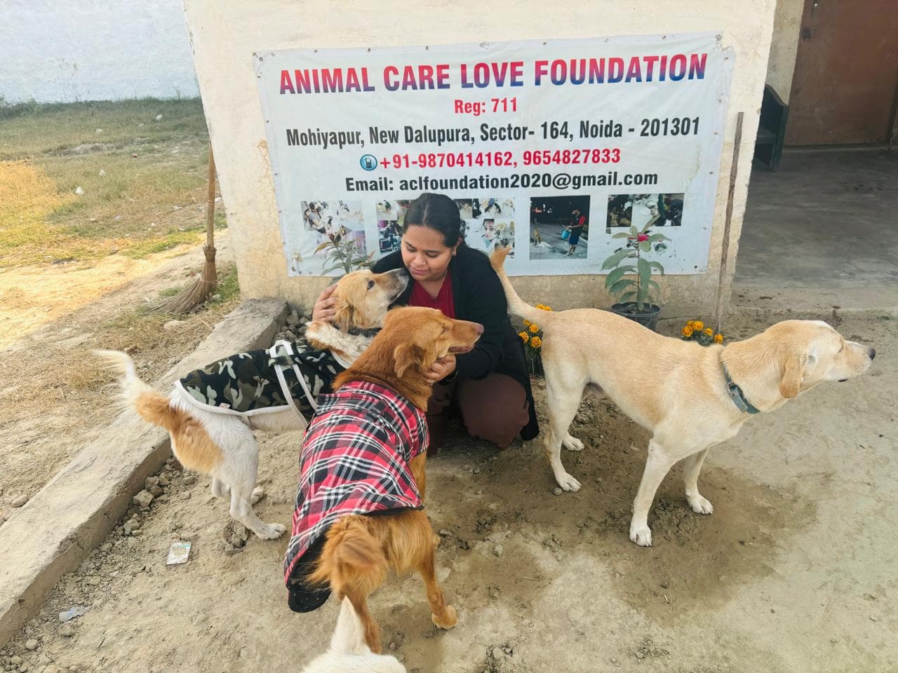 Rescued dog at shelter