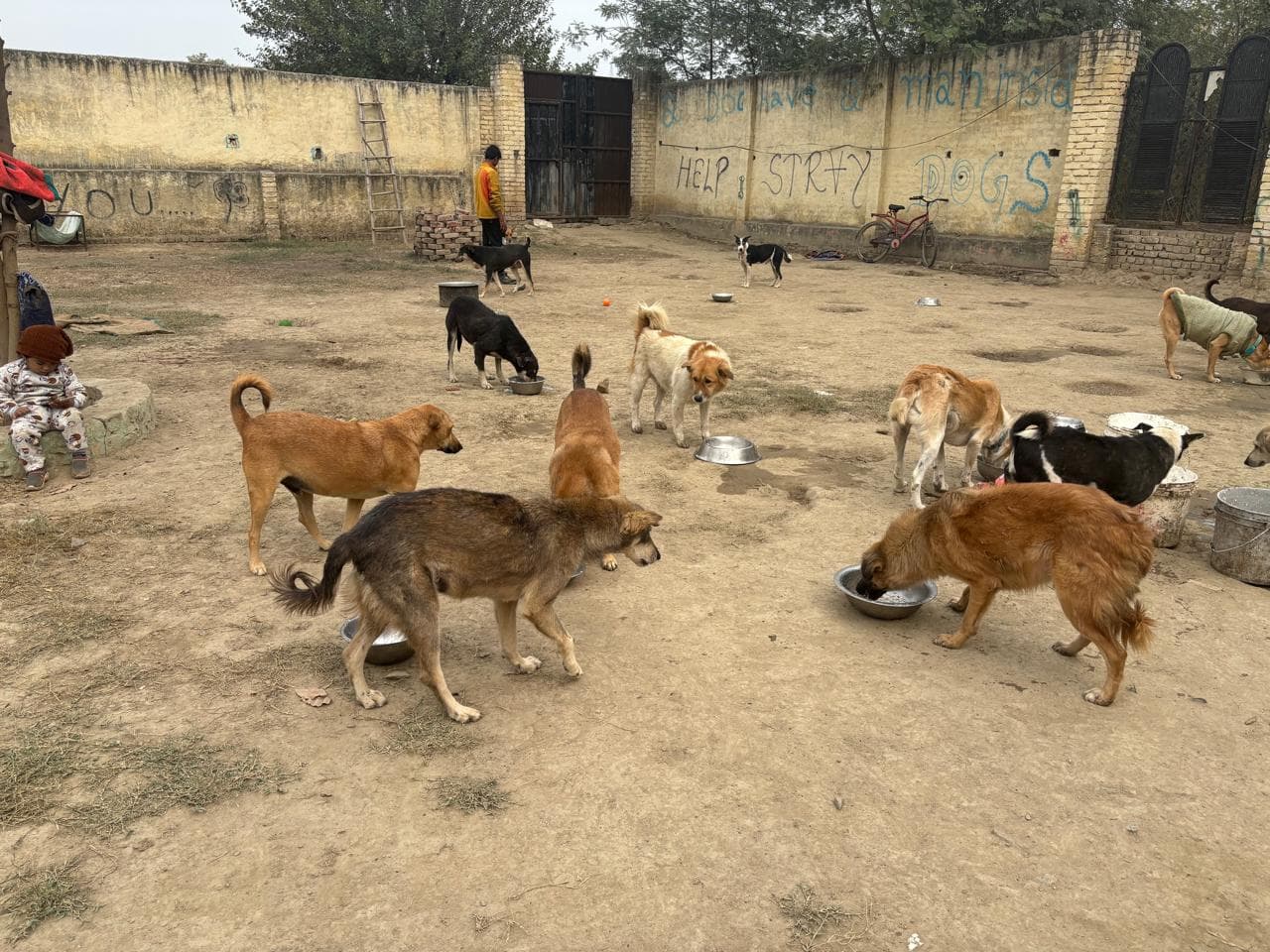 Pet adoption success story