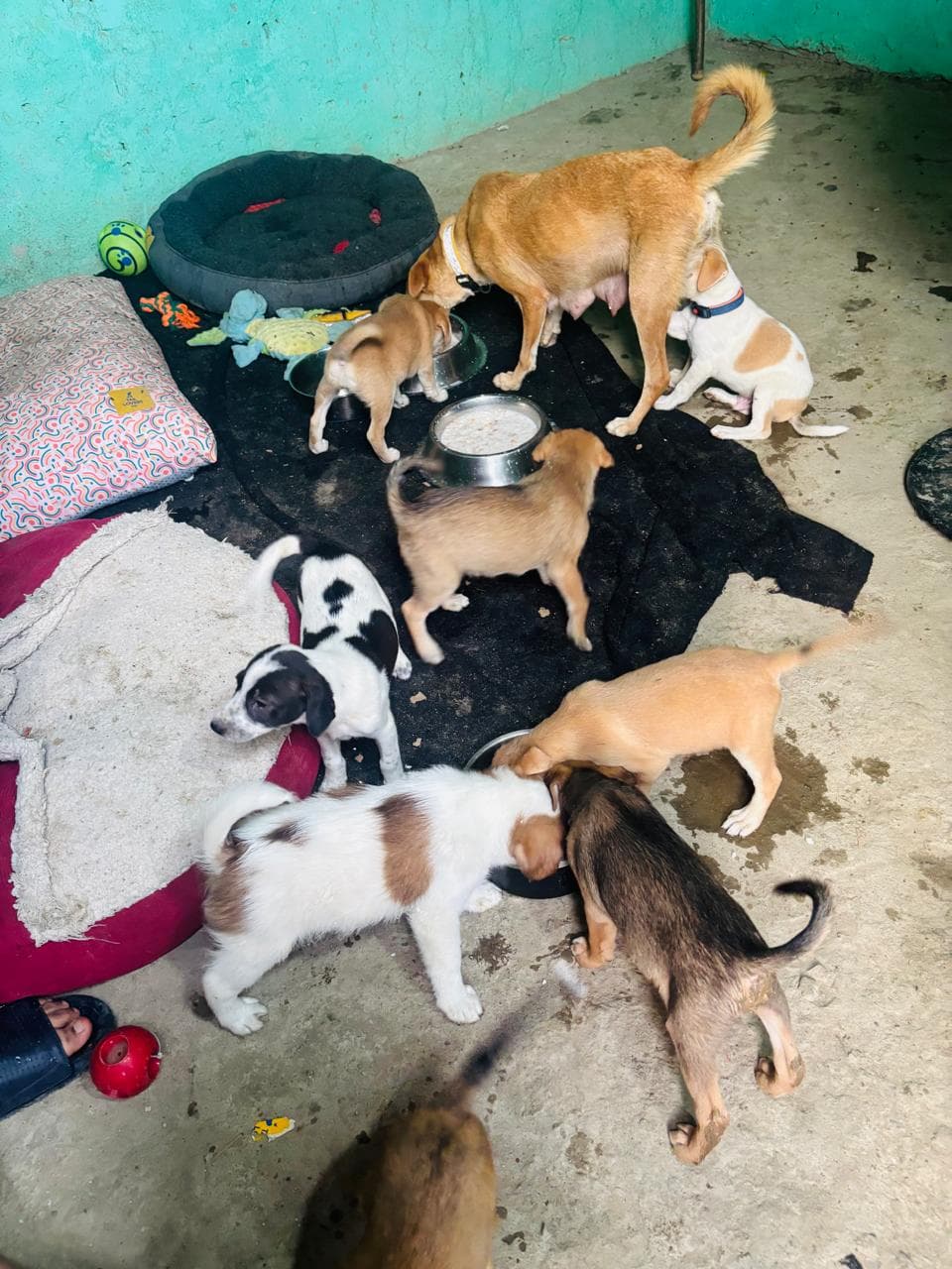 Pet adoption success story