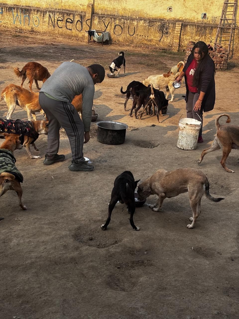 Pet adoption success story