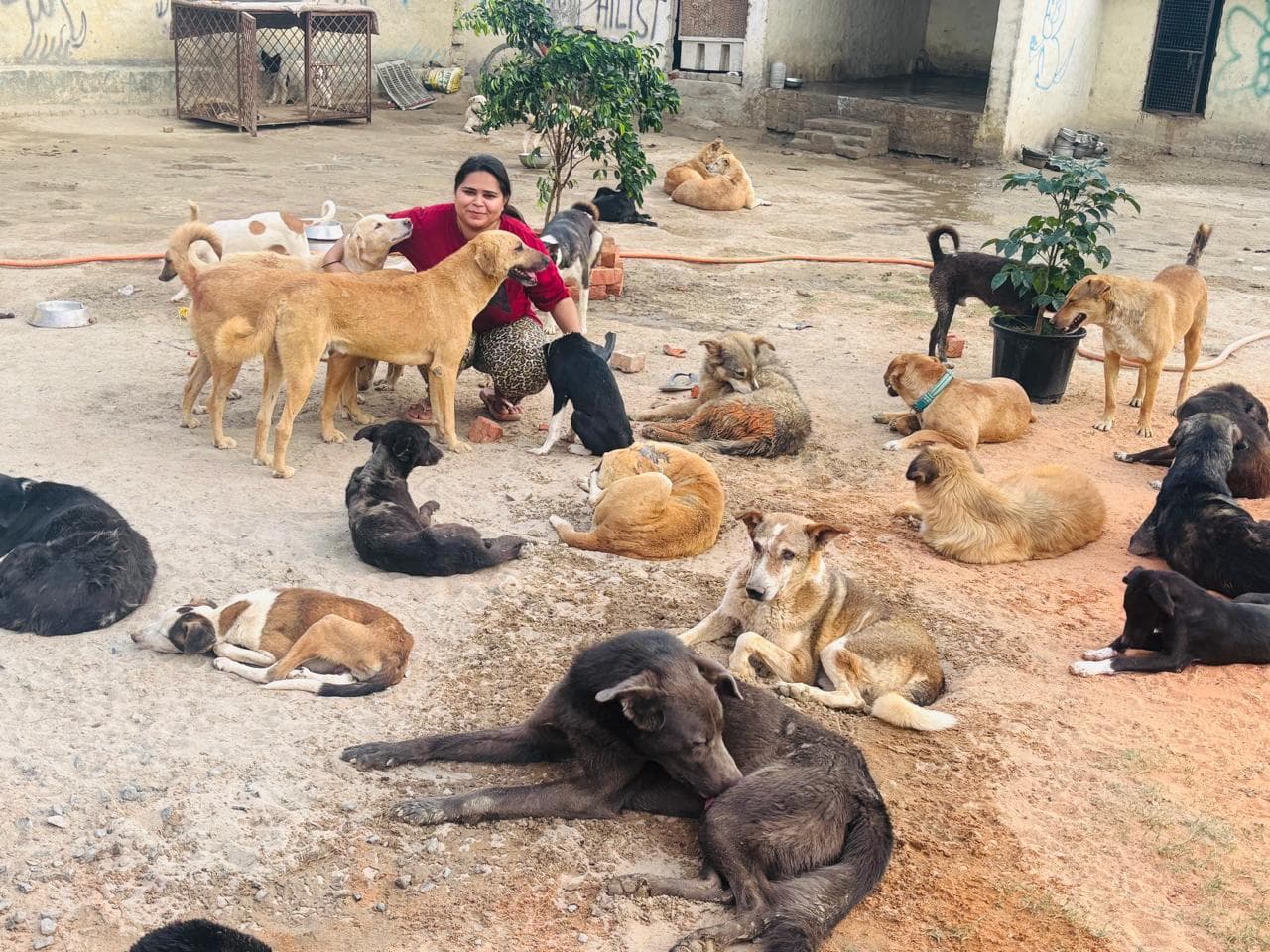 Animals playing together